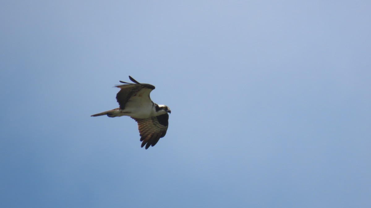 orlovec říční (ssp. carolinensis) - ML636789944