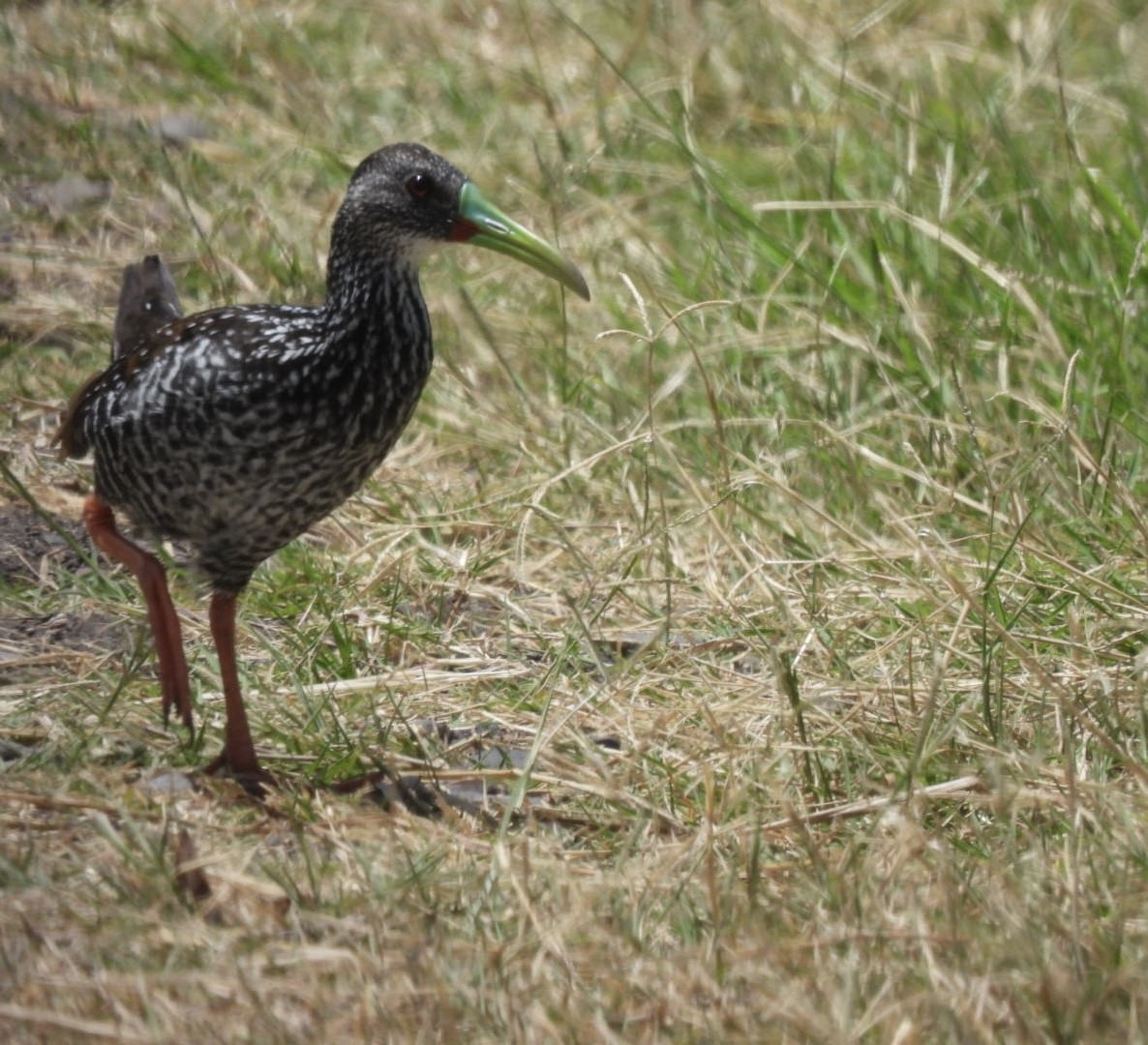 Spotted Rail - ML636789976