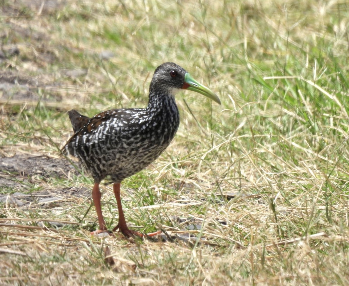 Spotted Rail - ML636789978