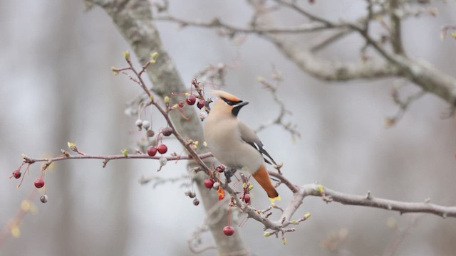 Bohemian Waxwing - ML636789989