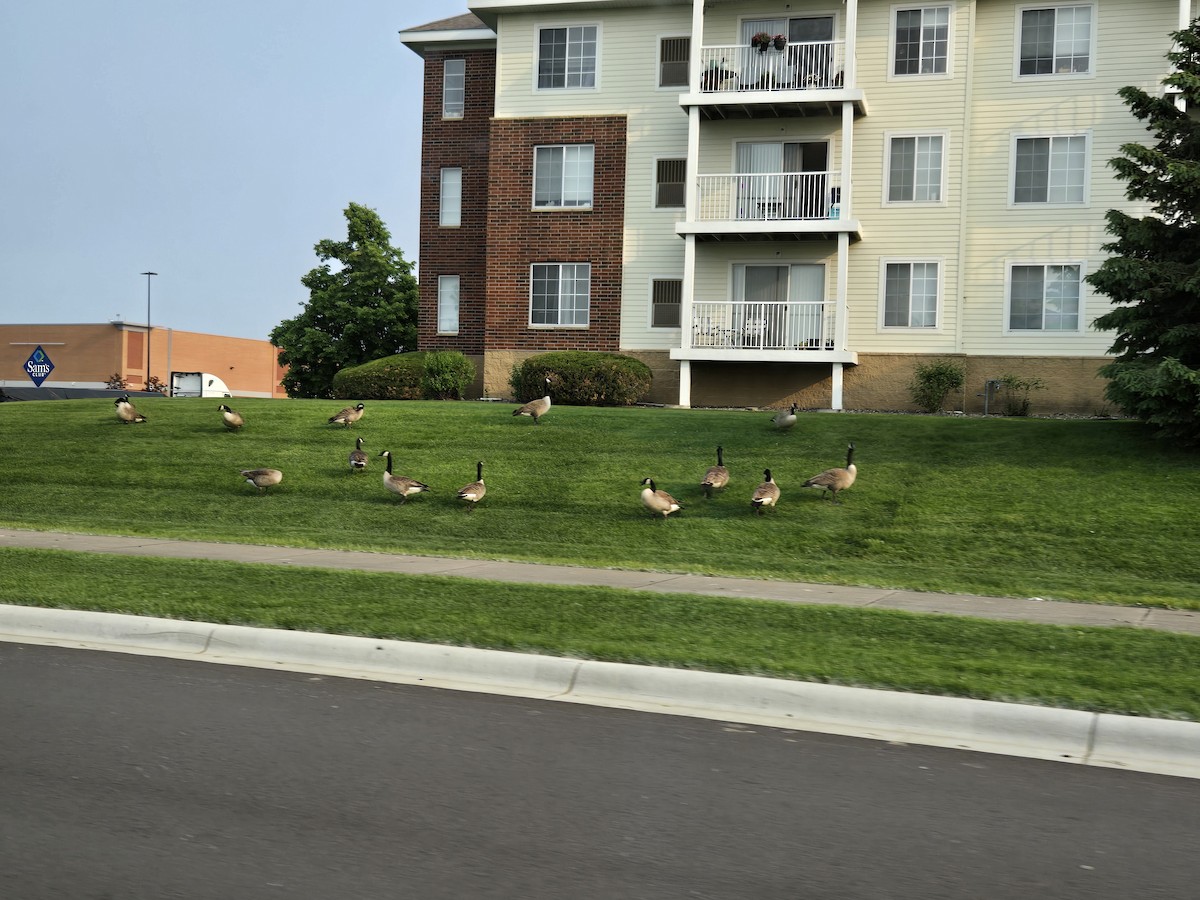 Canada Goose - ML636790072