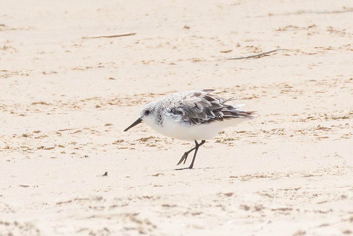 Bergstrandläufer - ML636790095