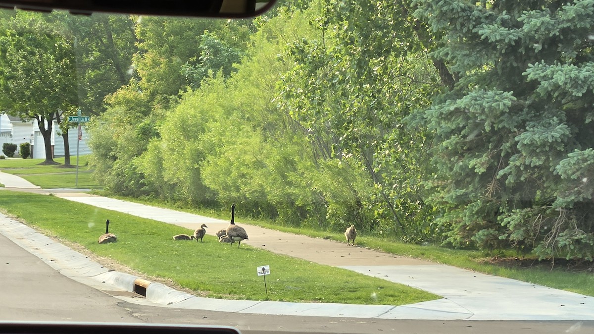 Canada Goose - ML636790138