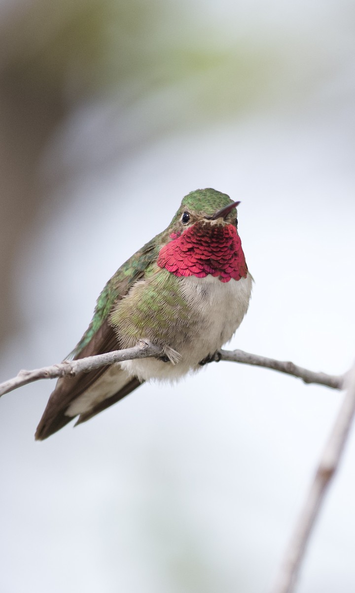 Broad-tailed Hummingbird - ML636790176