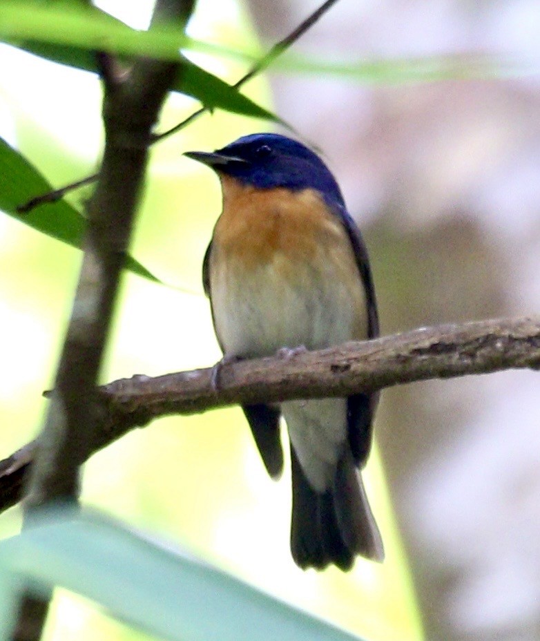 Chinese Blue Flycatcher - ML636790199