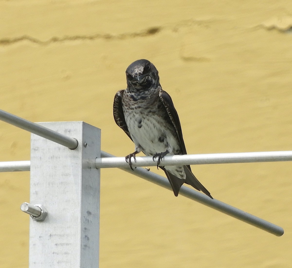 Purple Martin - ML636790236