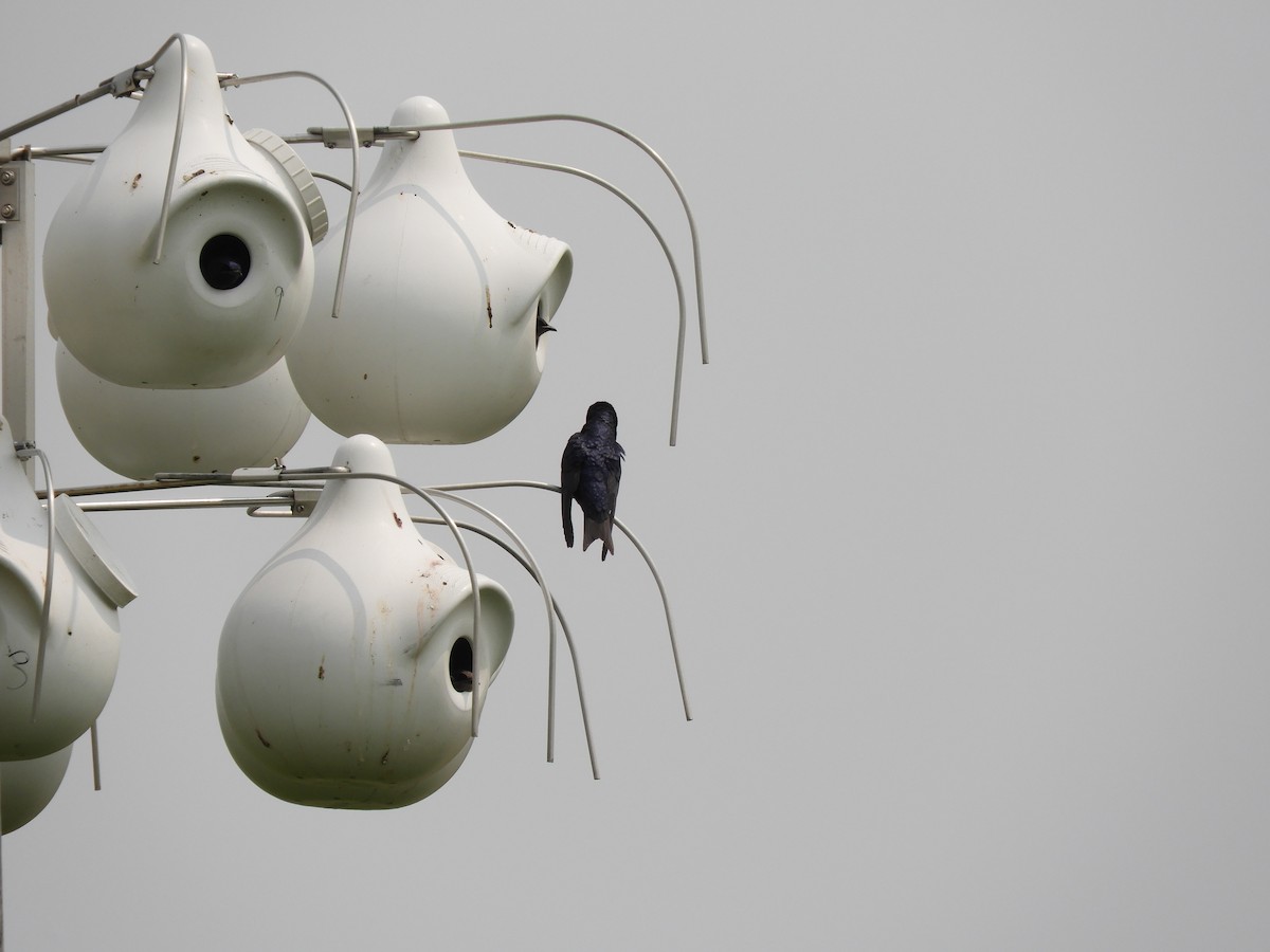 Purple Martin - ML636790237