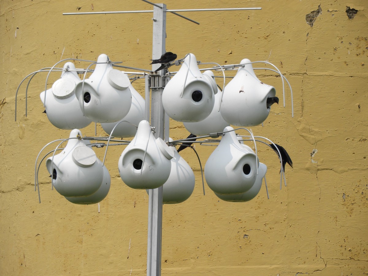 Purple Martin - ML636790239