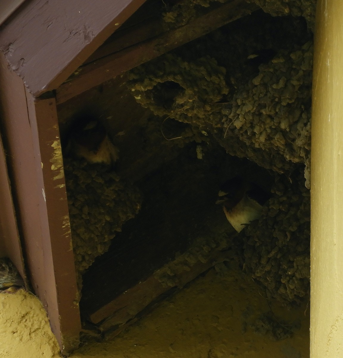 Cliff Swallow - ML636790252