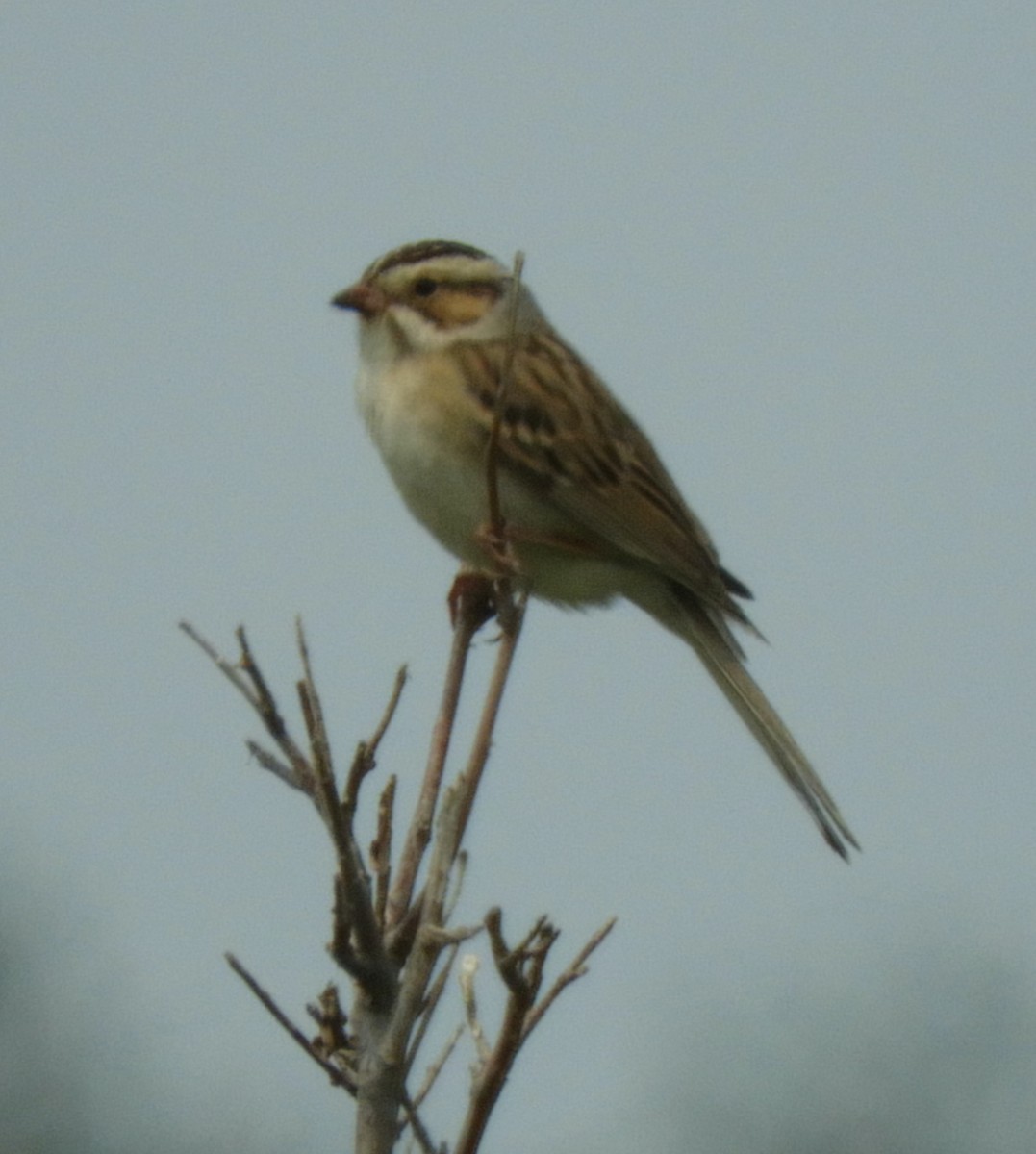 Clay-colored Sparrow - ML636790269