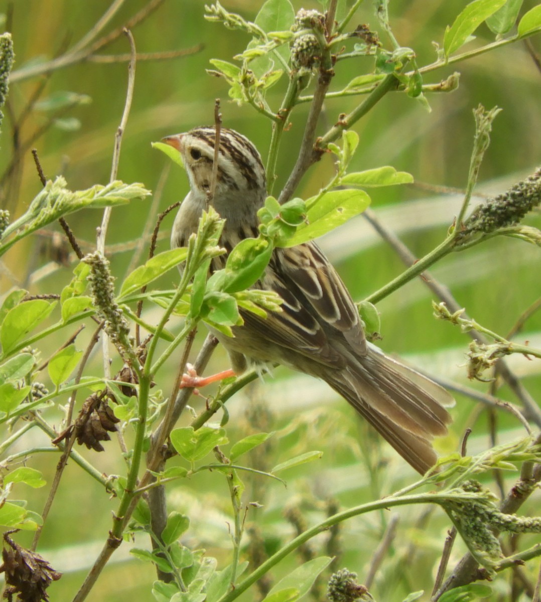 Clay-colored Sparrow - ML636790271