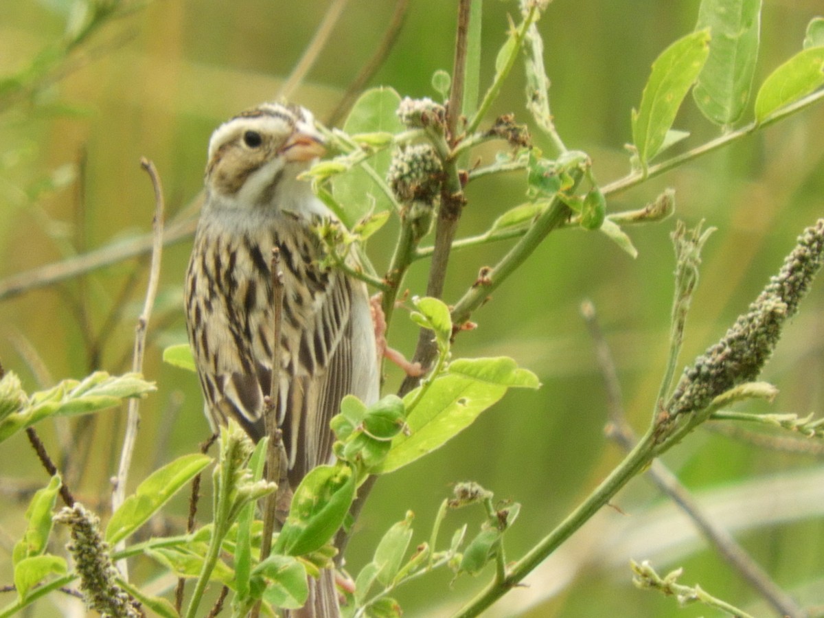 Clay-colored Sparrow - ML636790272