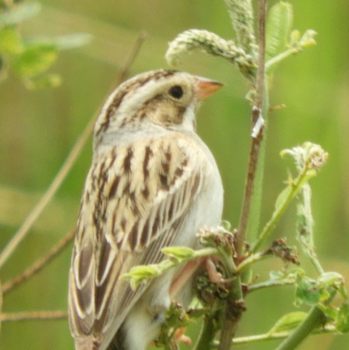 Clay-colored Sparrow - ML636790273