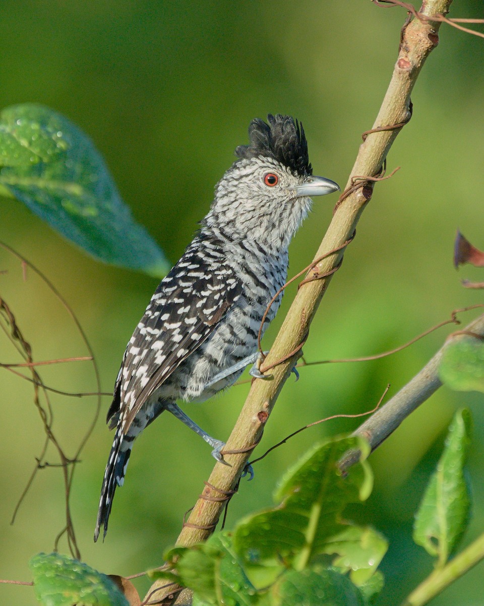 Barred Antshrike (Caatinga) - ML636790280