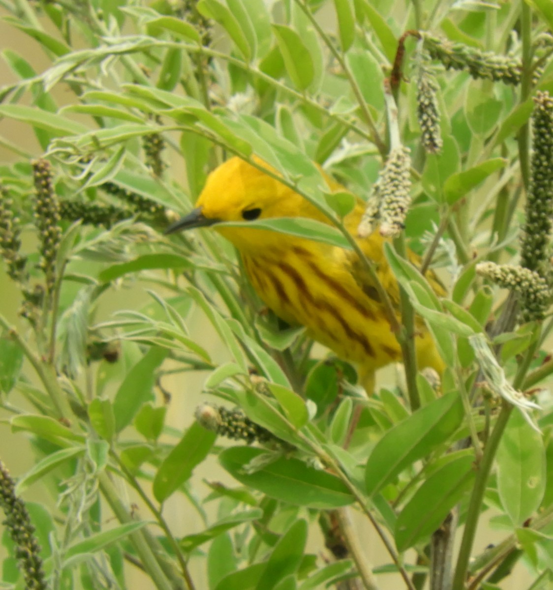 Yellow Warbler - ML636790303