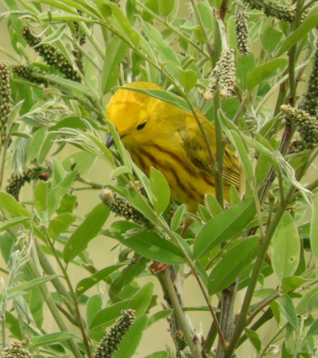 Yellow Warbler - ML636790305