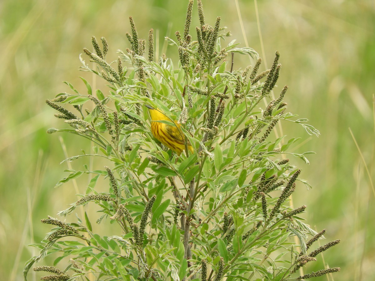 Yellow Warbler - ML636790306