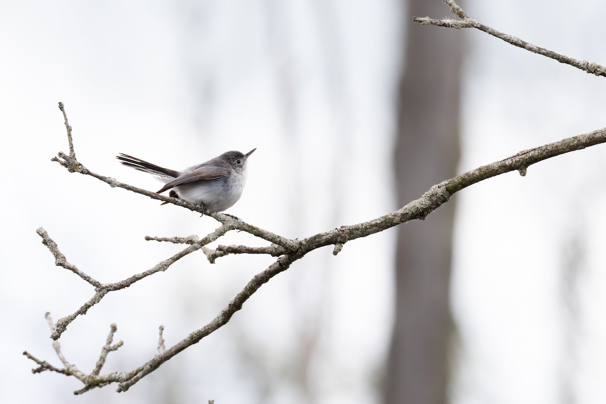 Blue-gray Gnatcatcher - ML636790307