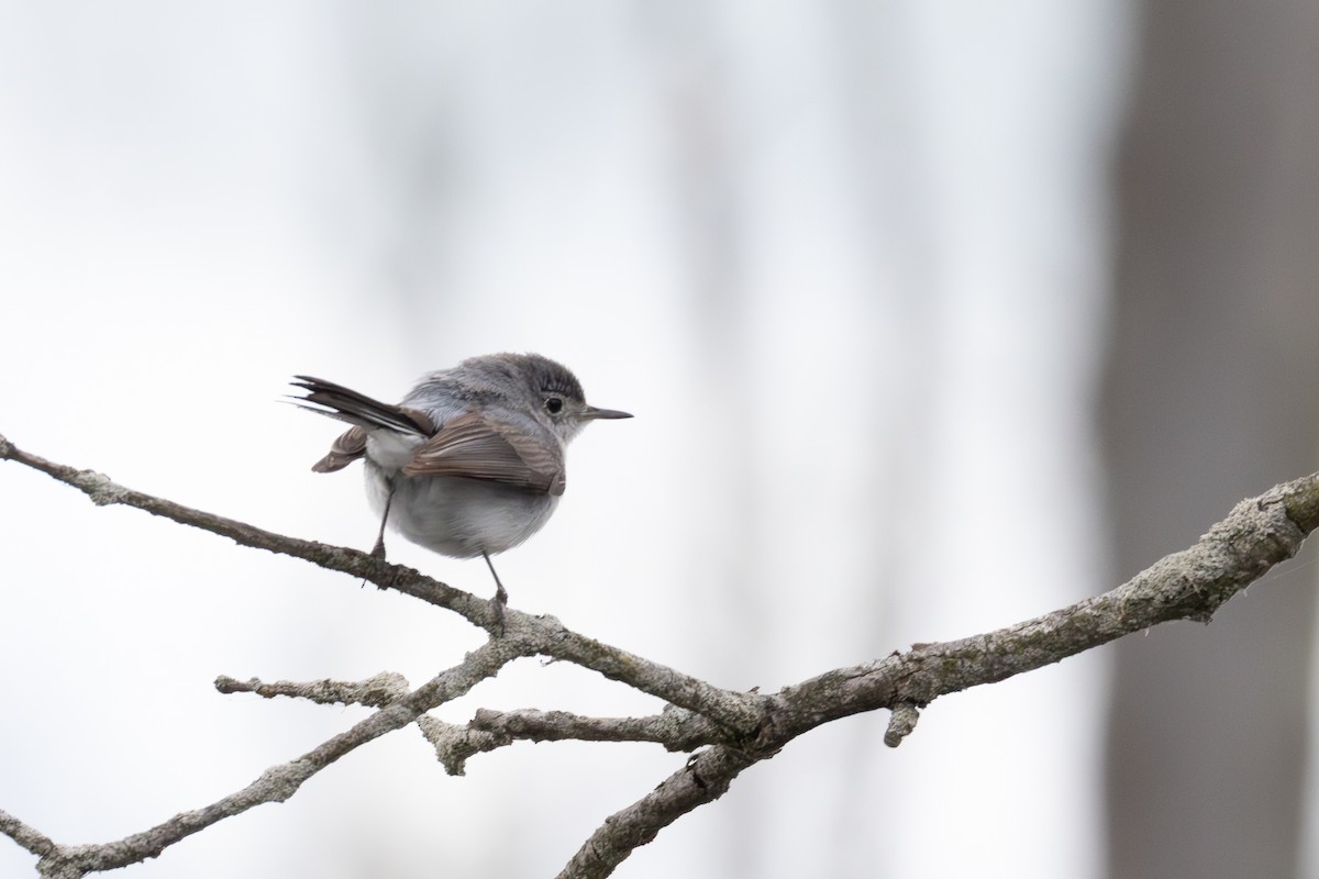 Blue-gray Gnatcatcher - ML636790308