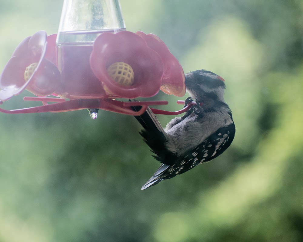 Downy Woodpecker - ML636790349