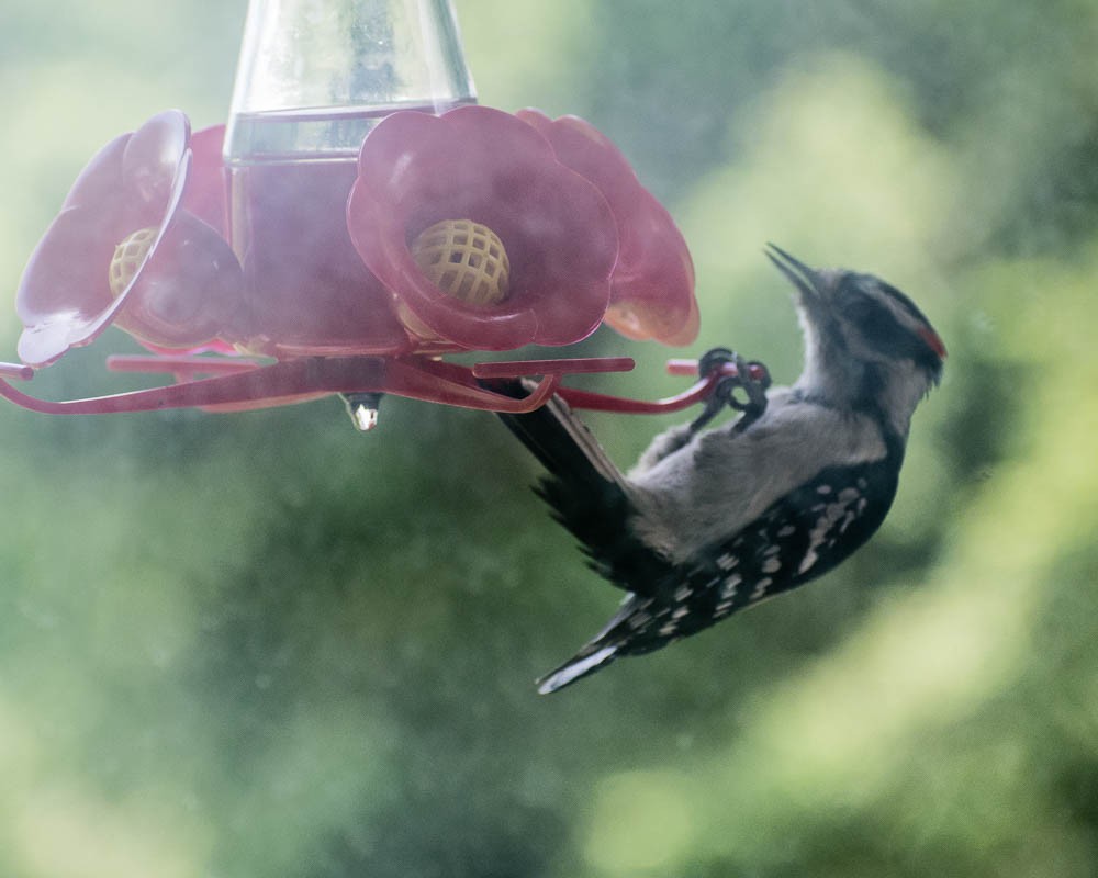 Downy Woodpecker - ML636790350