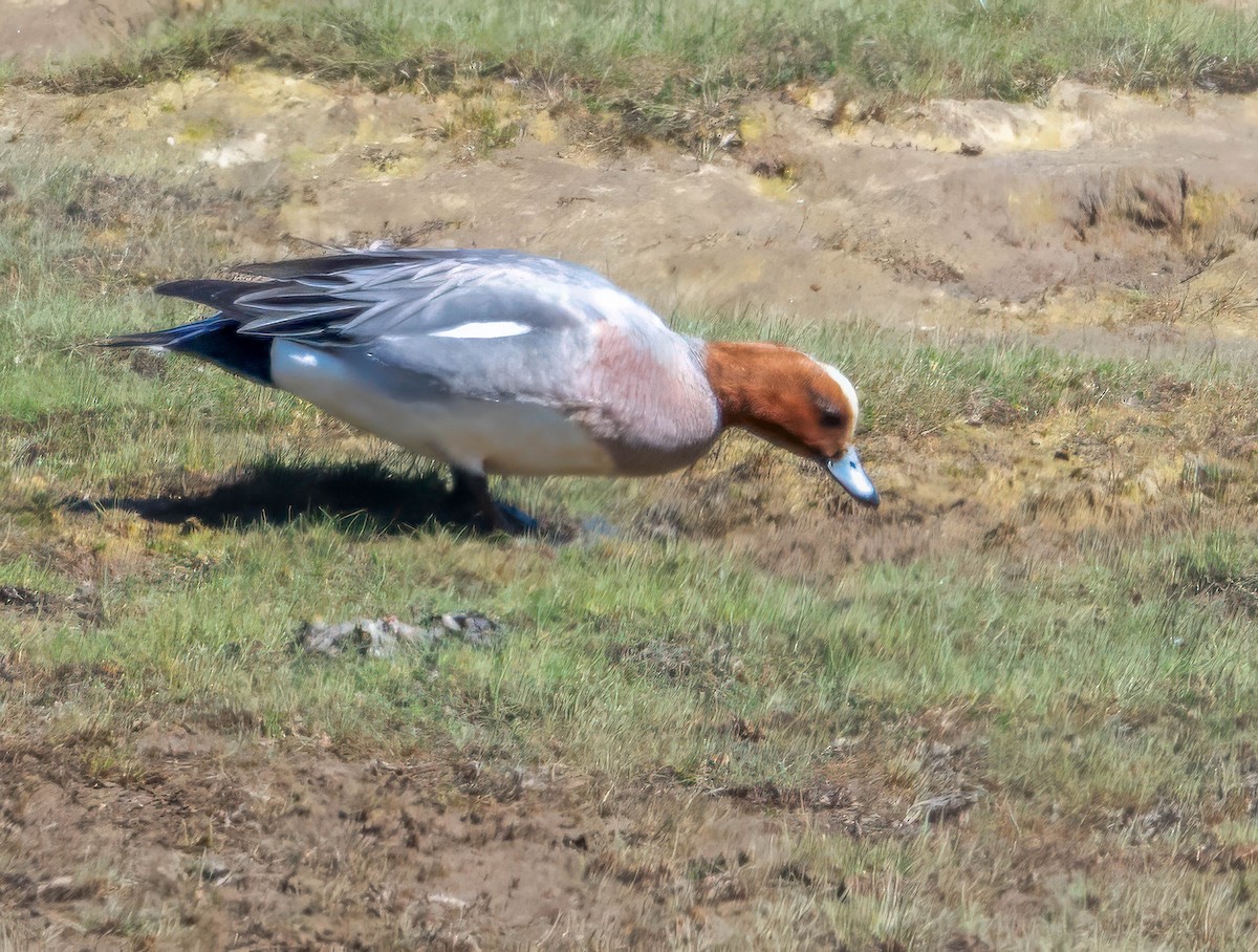 Eurasian Wigeon - ML636790360