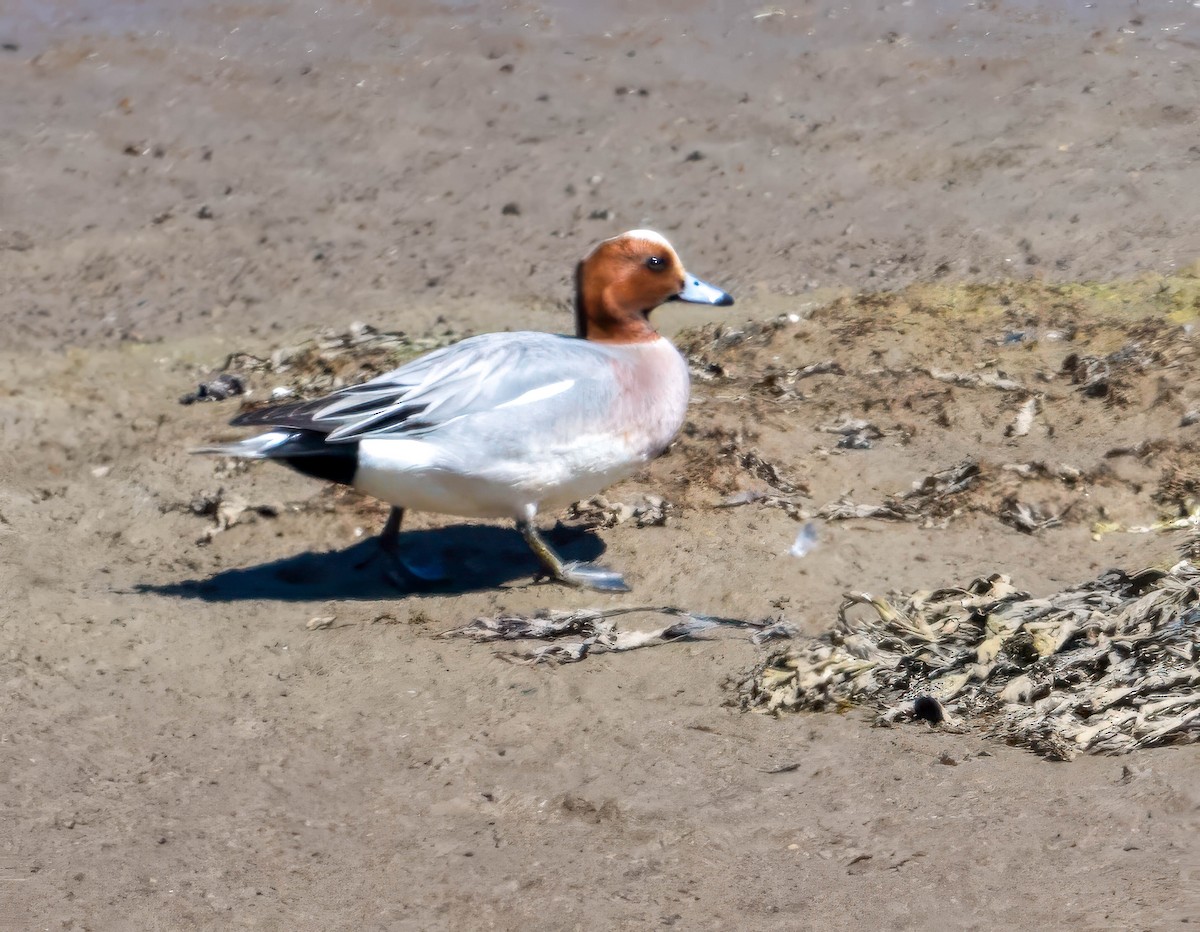 Eurasian Wigeon - ML636790365
