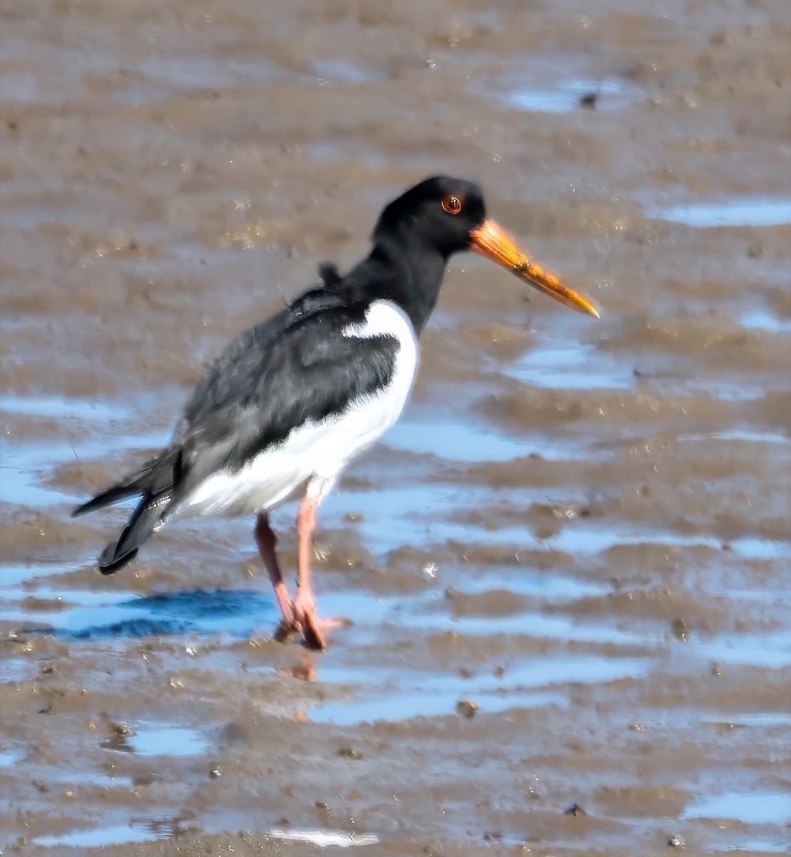 Eurasian Oystercatcher - ML636790375