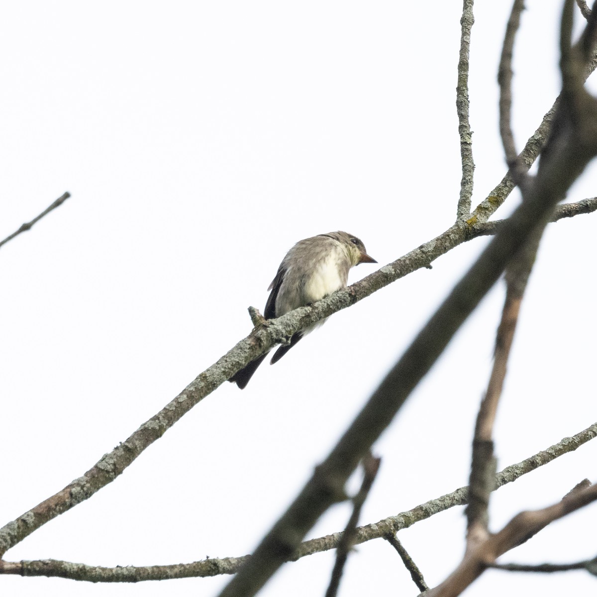 Olive-sided Flycatcher - ML636790377