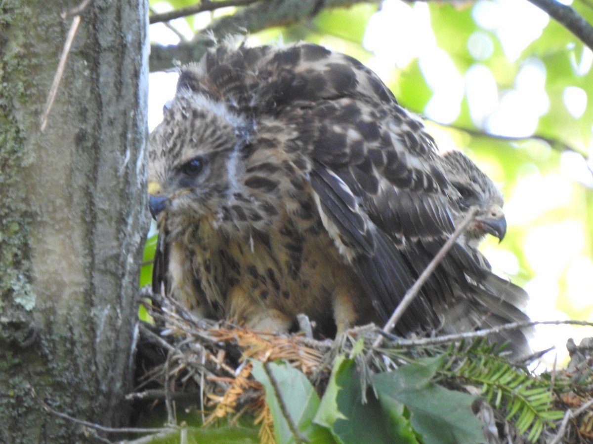Red-shouldered Hawk - ML636790379