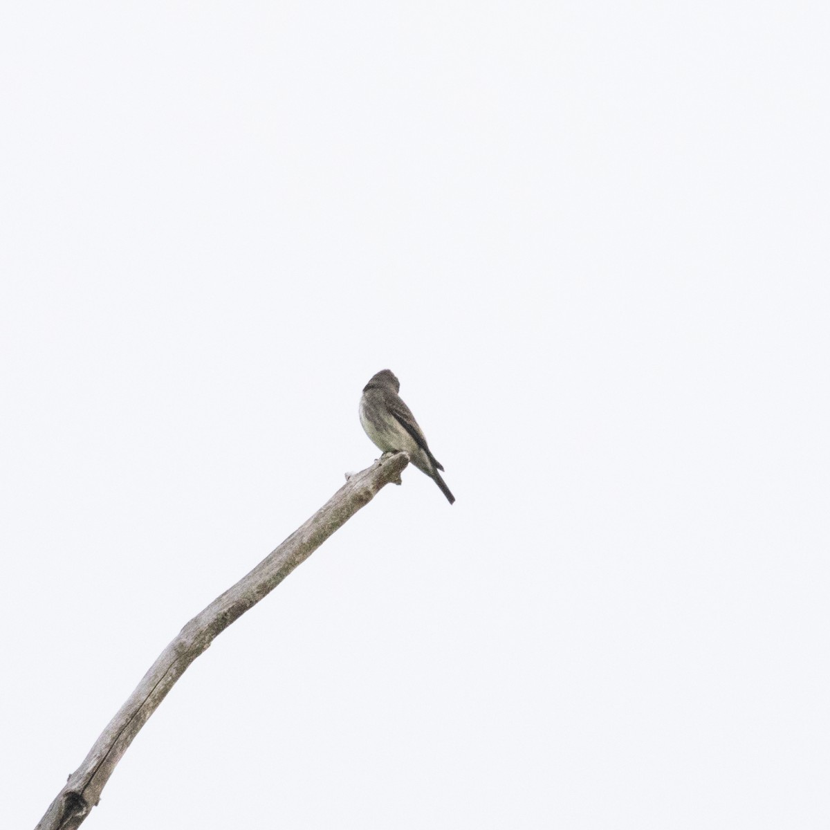 Olive-sided Flycatcher - ML636790383