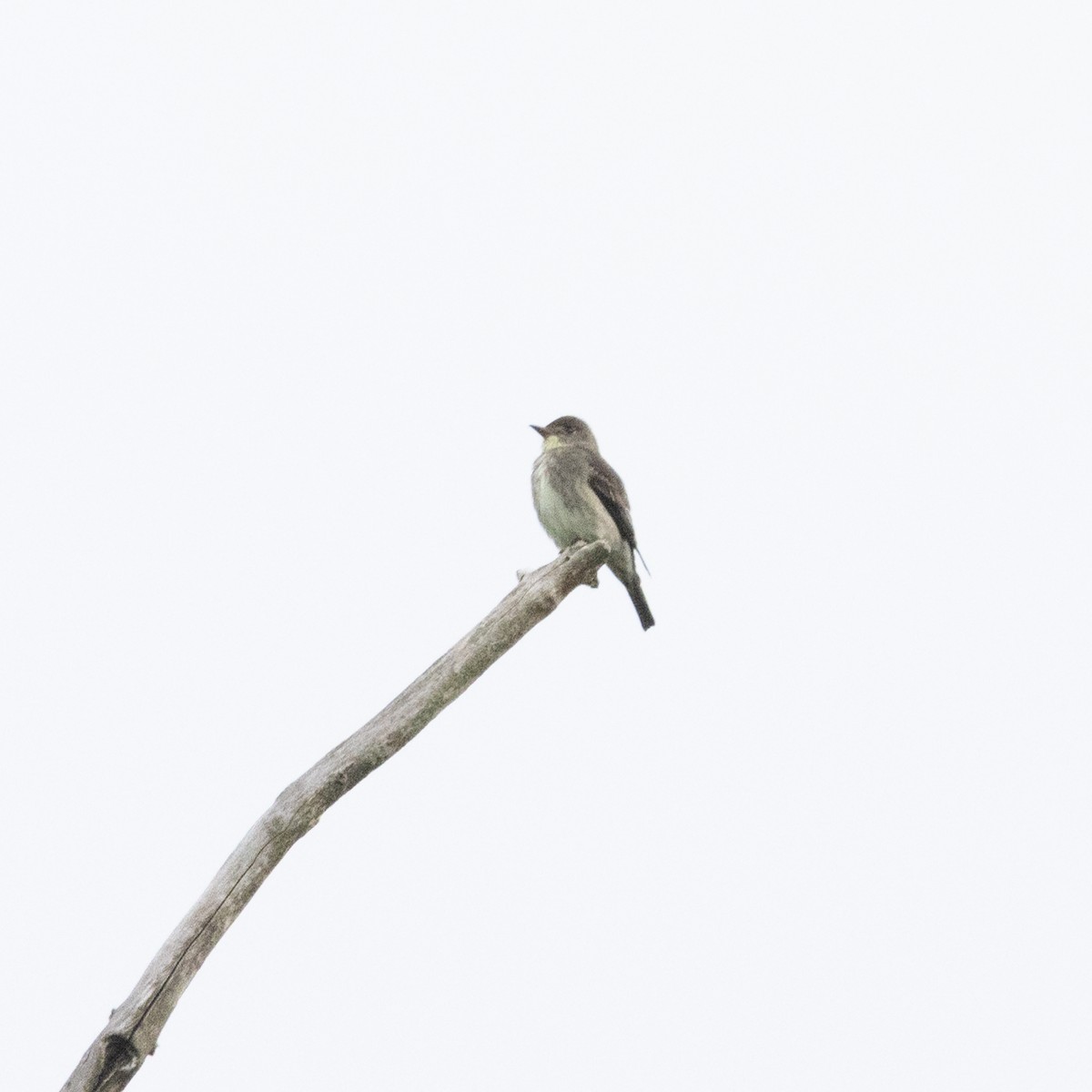 Olive-sided Flycatcher - ML636790384