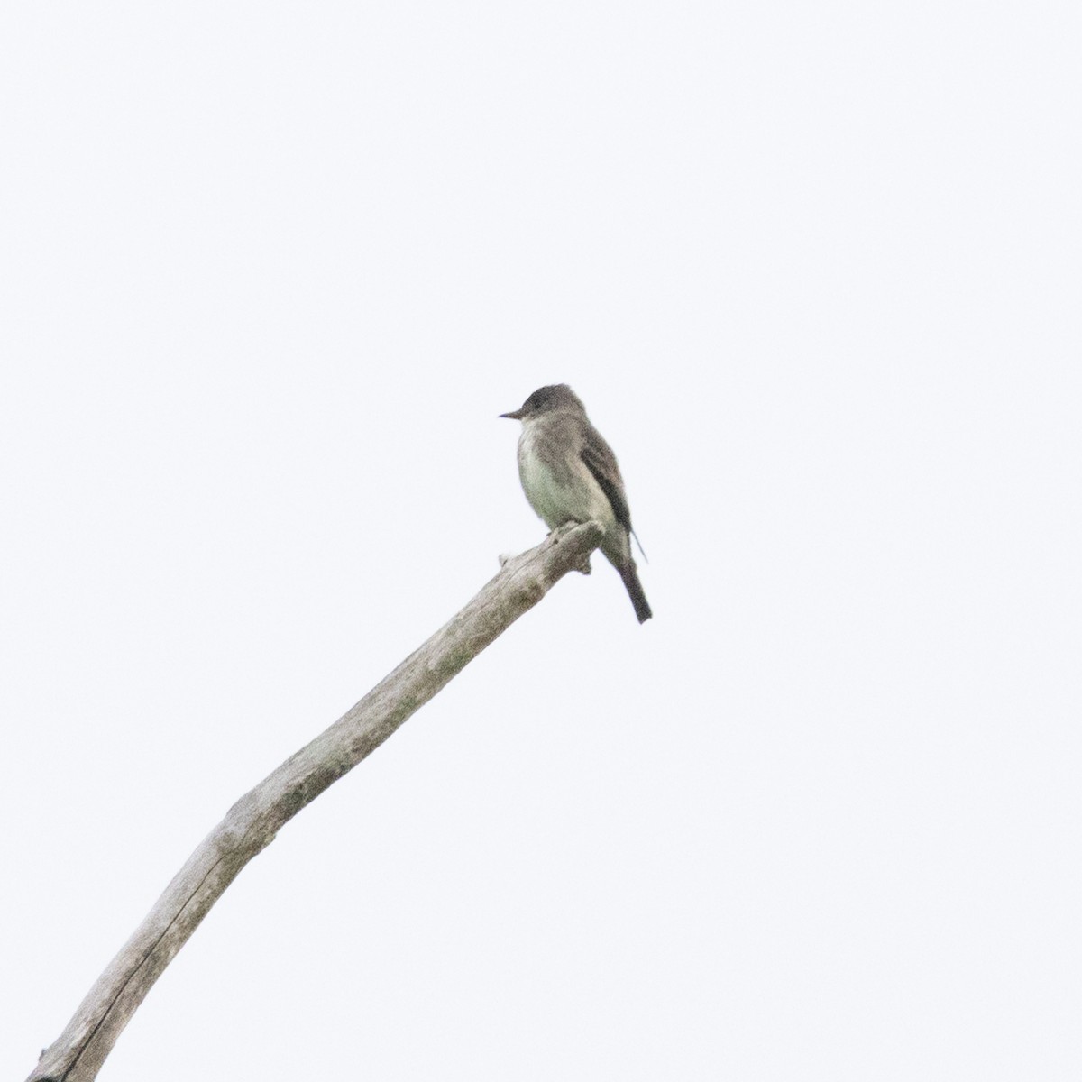 Olive-sided Flycatcher - ML636790385