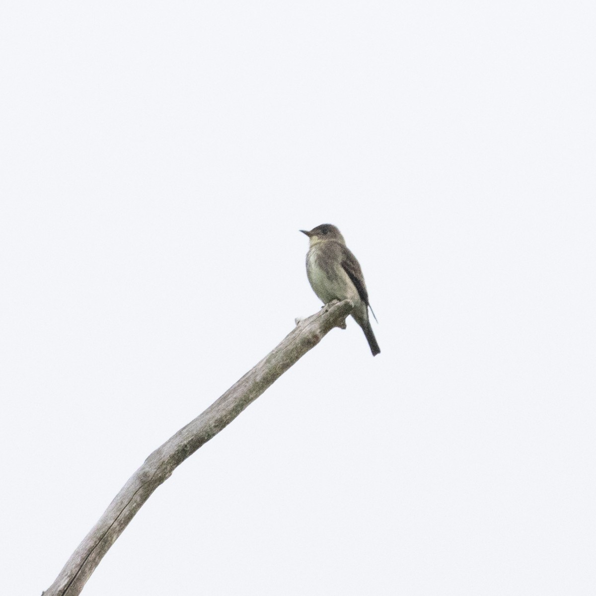 Olive-sided Flycatcher - ML636790386
