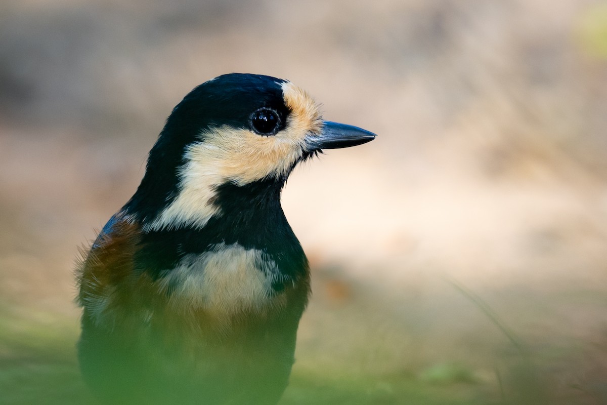 Varied Tit - ML636790439