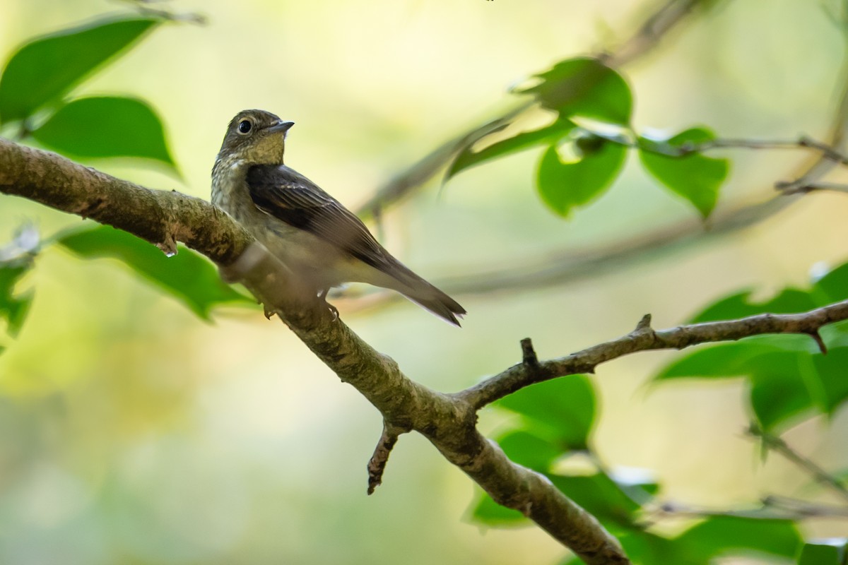 Narcissus Flycatcher - ML636790449