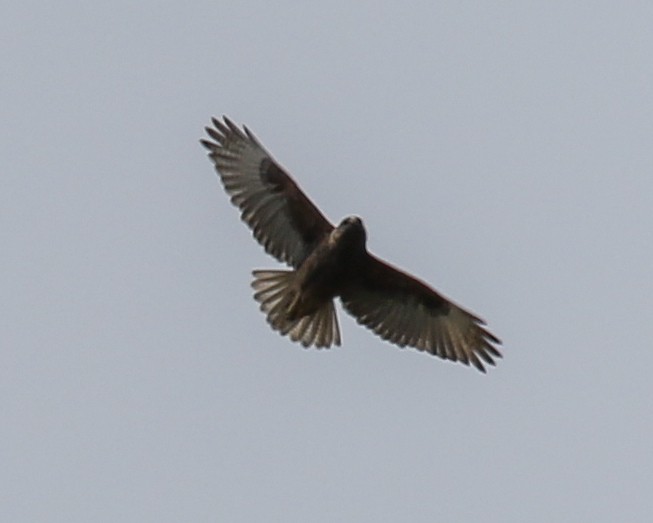 Hawaiian Hawk - ML636790602