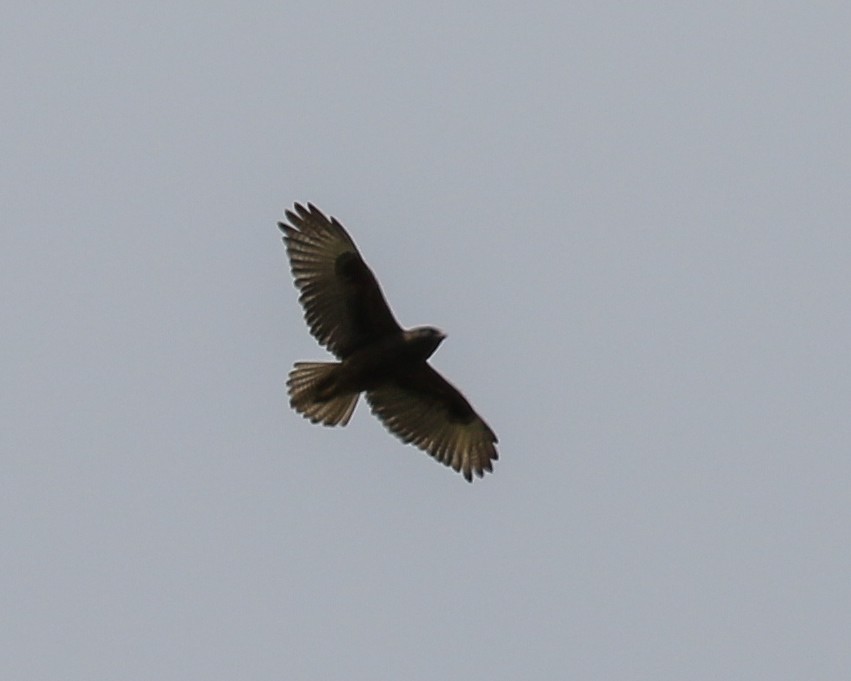 Hawaiian Hawk - ML636790603