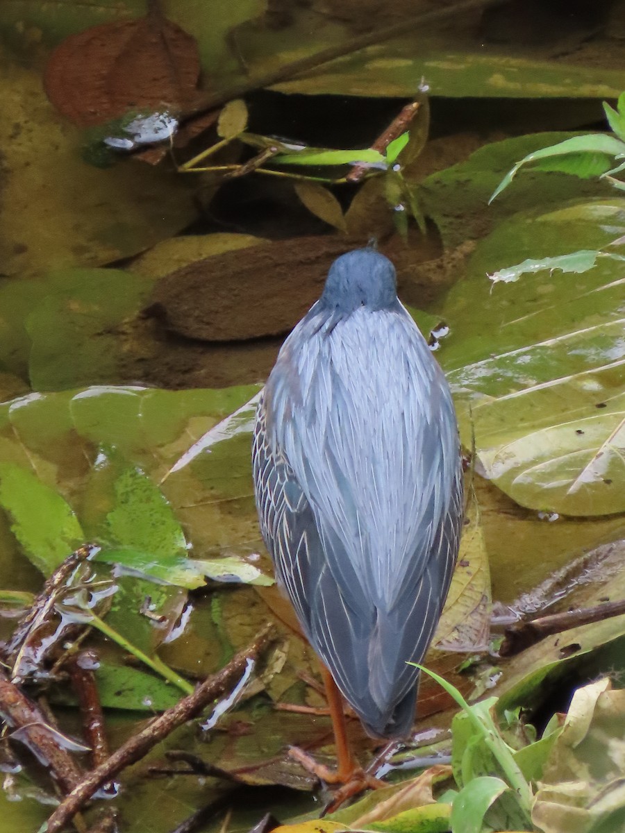 Striated Heron - ML636790650
