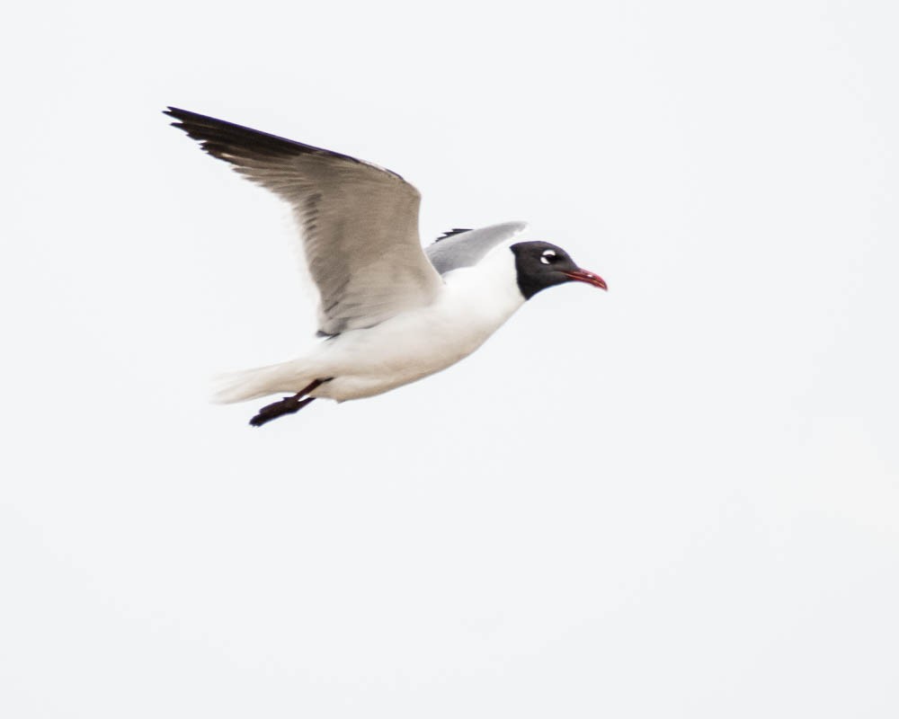 Gabbiano sghignazzante - ML636790706