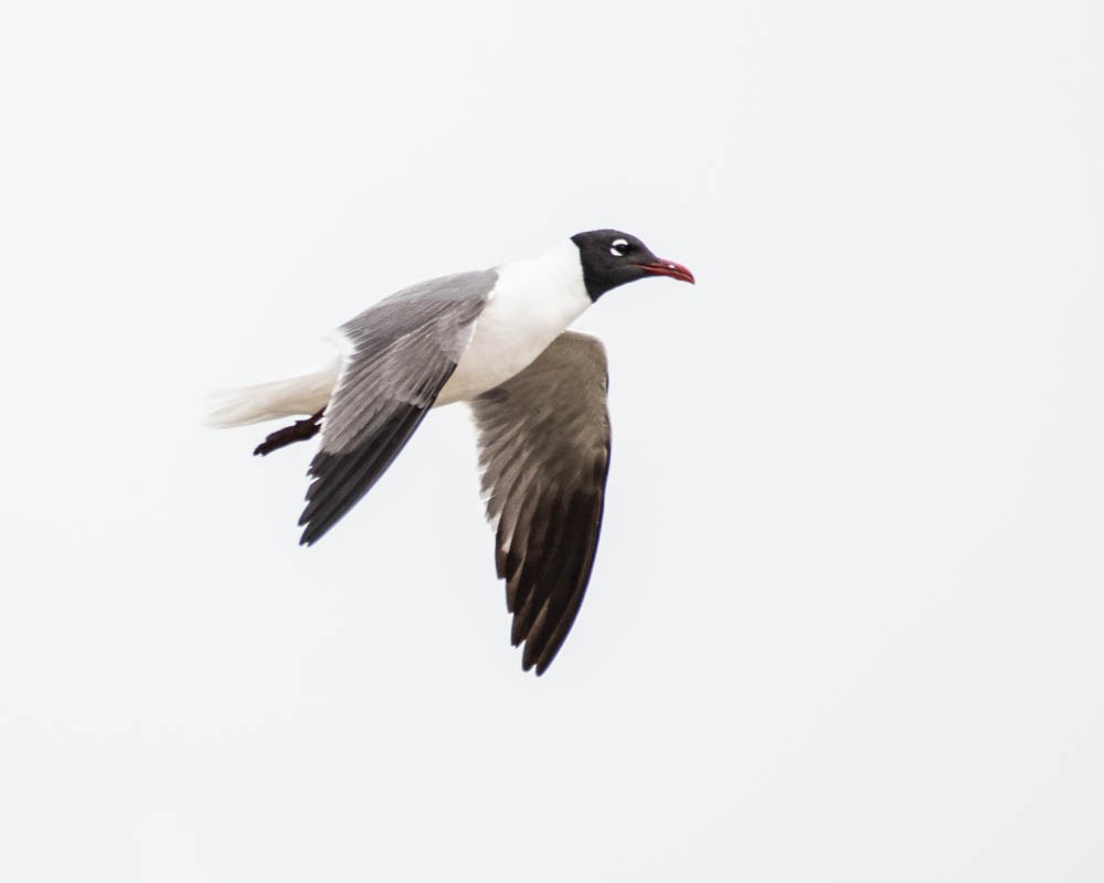 Gabbiano sghignazzante - ML636790707