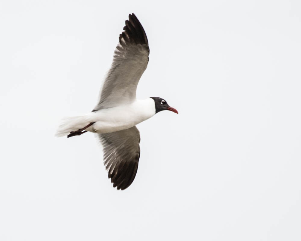 Gabbiano sghignazzante - ML636790708