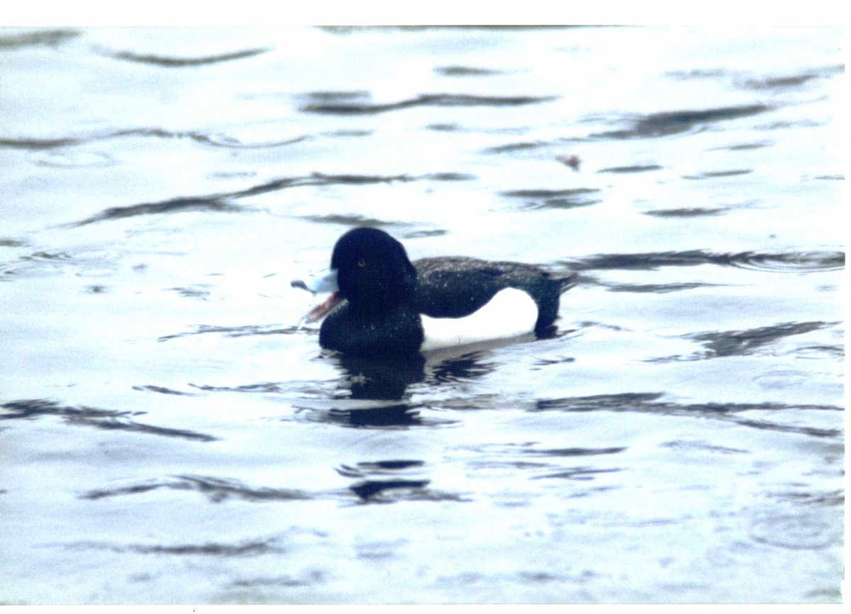 Tufted Duck - ML636790838