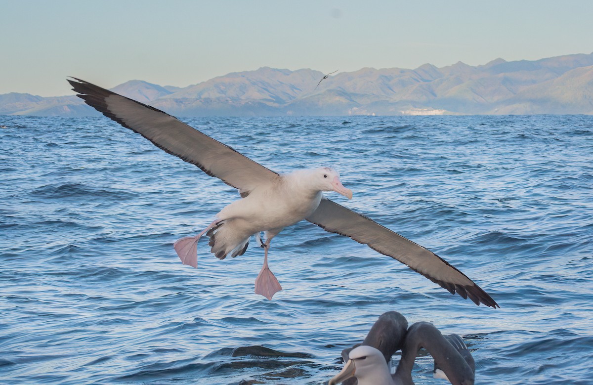 Albatros Viajero/de Tristán de Acuña/de las Antípodas - ML636790889