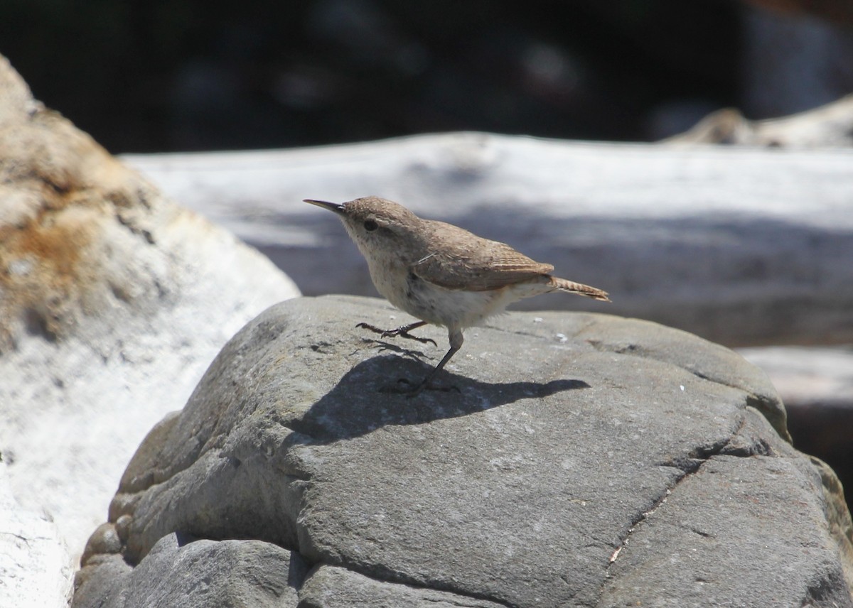Rock Wren - ML636790890