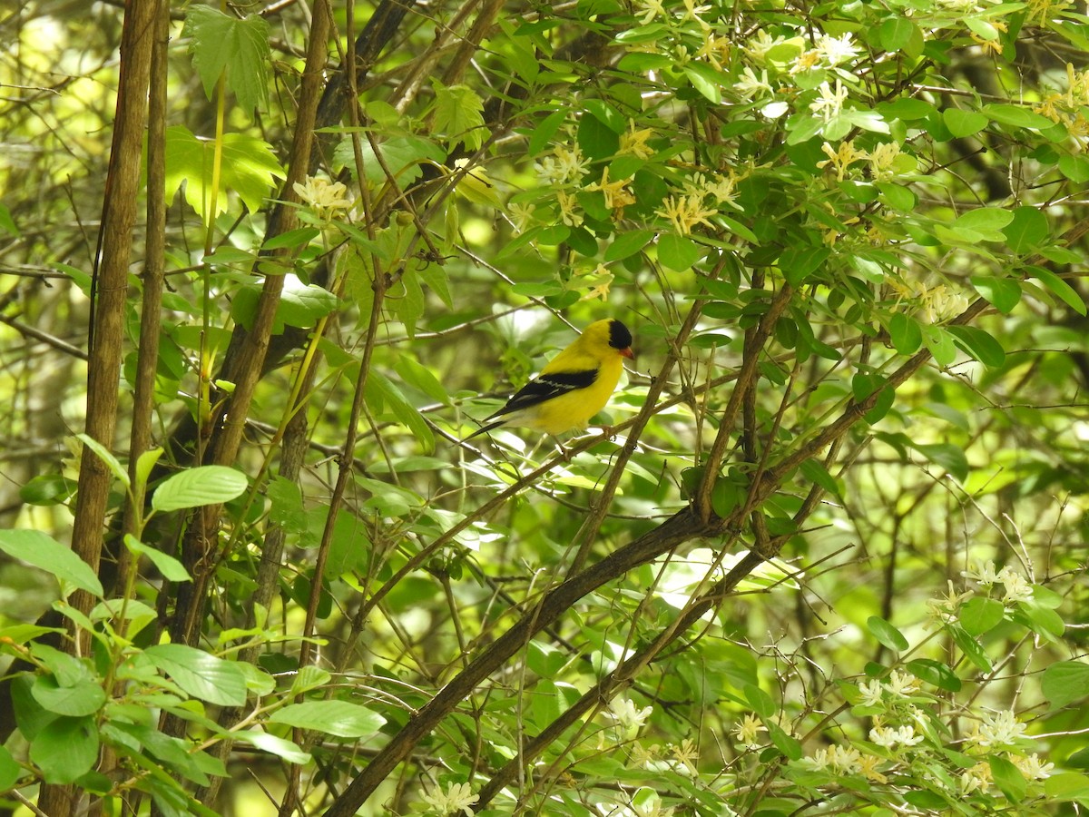 Chardonneret jaune - ML636790918