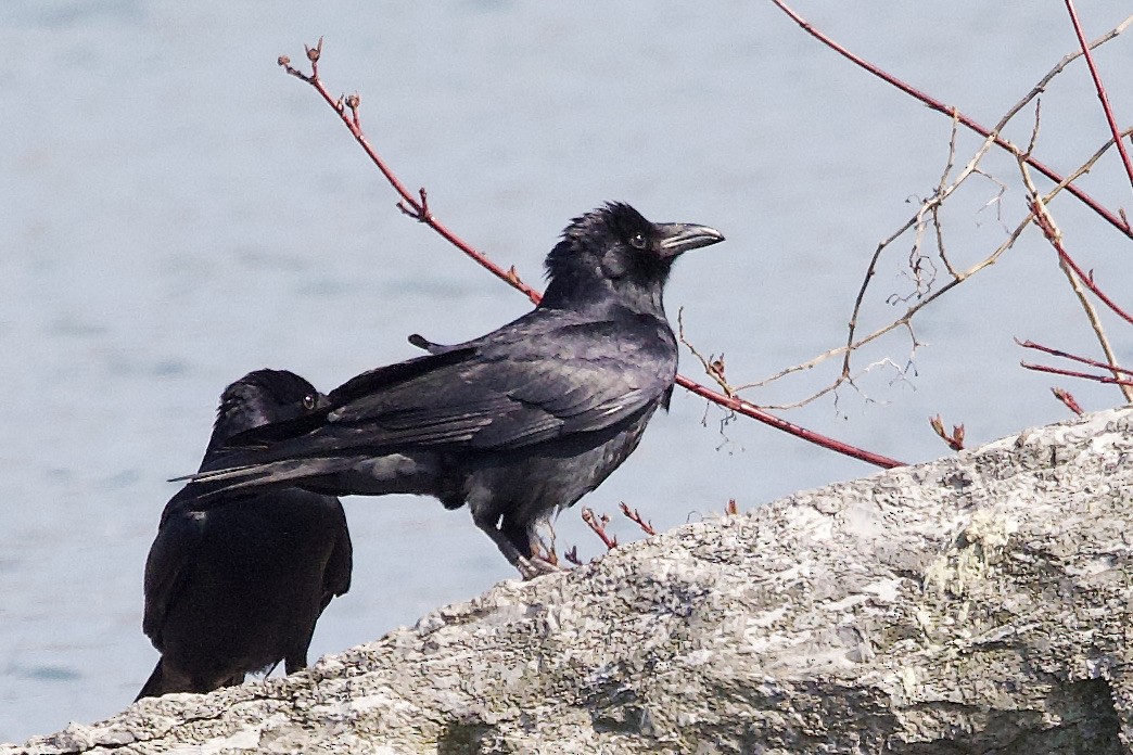 Fish Crow - ML636790946