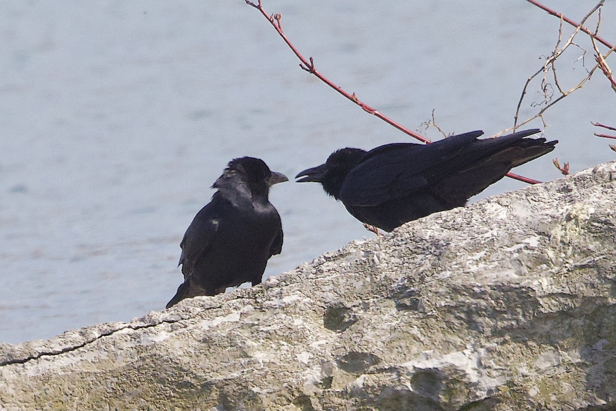 Fish Crow - ML636790947