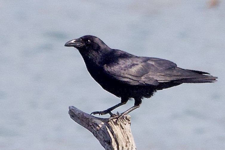 Fish Crow - ML636790948