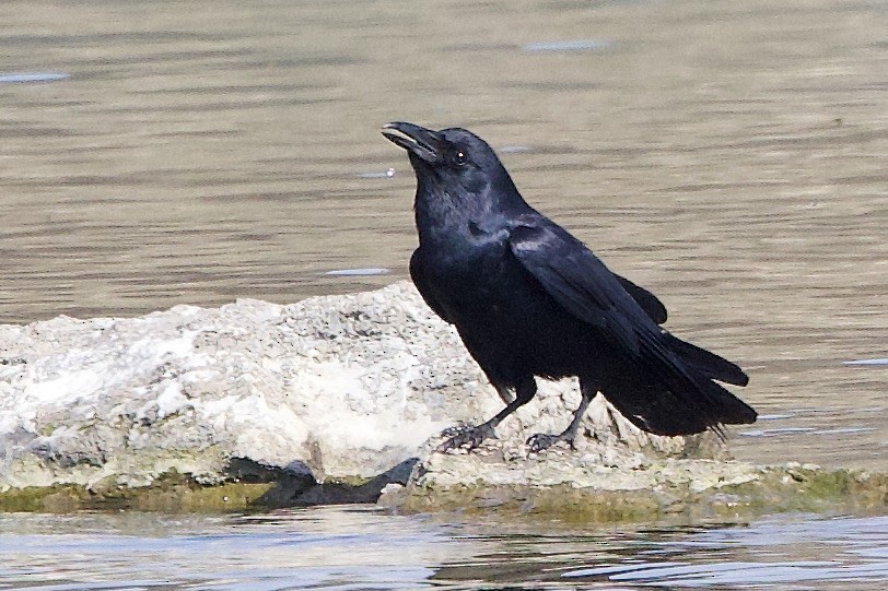 Fish Crow - ML636790950